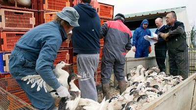 Hong Kong proíbe importação de frango de Santarém após casos de gripe aviária - TVI