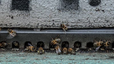 Ataque de vespas em Évora fere sete estudantes. “Pisaram um ninho de vespa comum, num buraco, e foram picados” - TVI