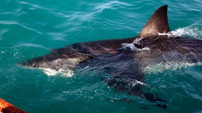 Sopa de barbatana de tubarão? Há mais 50 espécies protegidas - TVI