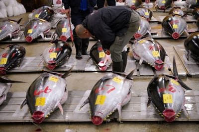 Atum vendido por mais de 128 mil euros no primeiro leilão anual de Tóquio - TVI