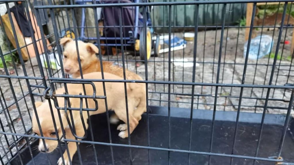 GNR salva cinco cães abandonados dentro de casa em Viseu (GNR)