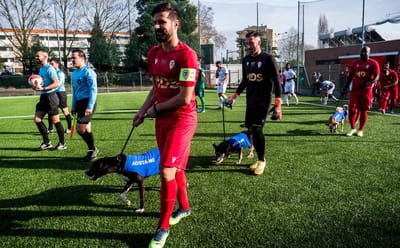 FOTOS: jogadores do Salgueiros entram em campo com cães para adoção - TVI