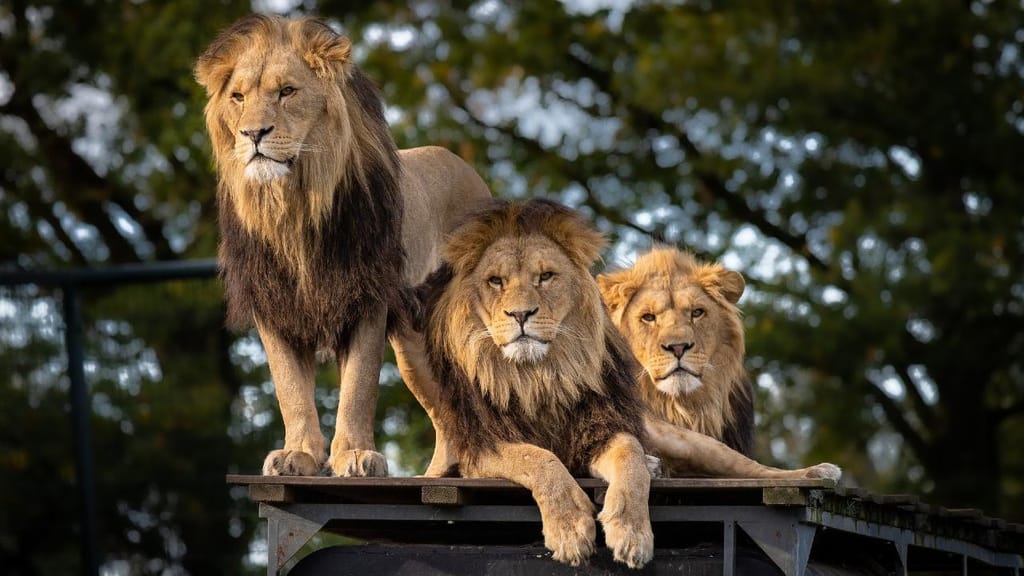 Dois pumas e três leões foram contaminados na África do Sul
