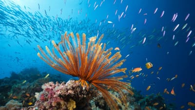 Grande Barreira de Coral ameaçada pelas alterações climáticas. Austrália promete 700 milhões de dólares - TVI