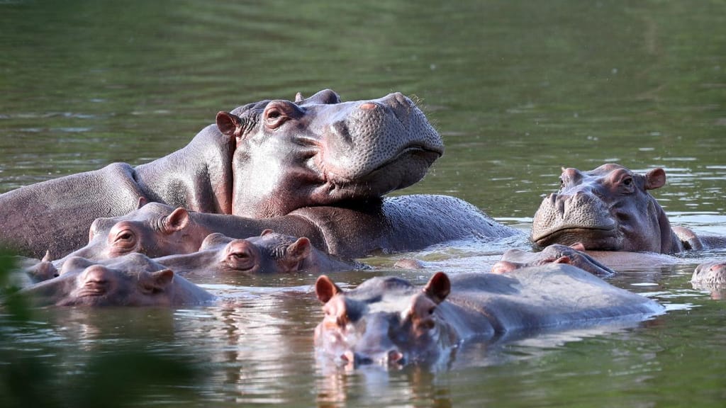 Hipopótamos flutuam no lago do Parque Hacienda Napoles, que já foi propriedade privada de Pablo Escobar, que, há décadas, importou três hipopótamos fêmeas e um macho.
