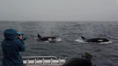 Cientistas registam pela primeira vez  orcas a caçar e a matar uma baleia-azul adulta - TVI