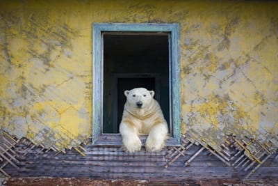Ursos polares ocupam estação meteorológica abandonada na Rússia - TVI