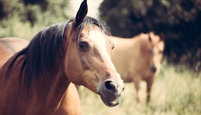 Exploração de cavalos sob investigação por alegados maus-tratos. “Vimos muitos animais em mau estado", mas terão "sido recolhidos assim" - TVI