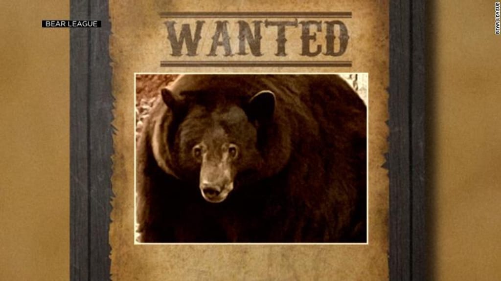 O urso-negro de 226 quilos é responsável por quase 30 invasões a casas nos últimos meses.