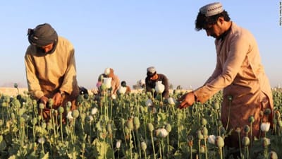Talibãs proíbem cultivo de drogas no Afeganistão, incluindo o lucrativo ópio - TVI