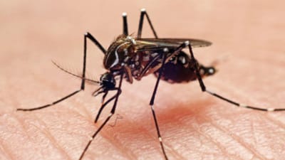 Os mosquitos picam mais umas pessoas do que outras e esta é a explicação - TVI