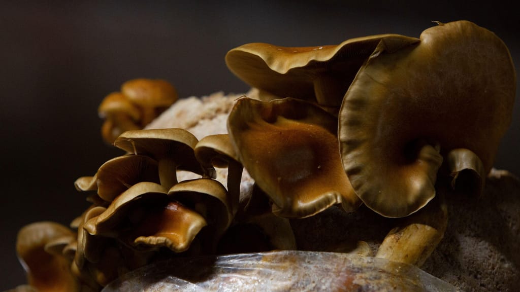 Diferentes variedades de cogumelos crescem em vários substratos na quinta urbana Le Champignon de Bruxelles, nas caves de Cureghem em Bruxelas, quarta-feira, 5 de Fevereiro de 2020 Foto: Virginia Mayo/AP