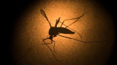 Risco de paludismo aumenta em África com chegada de espécie invasora de mosquito - TVI