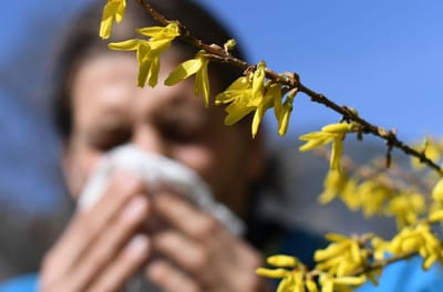 Se tem alergia ao pólen, esta notícia é para si - TVI