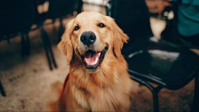 Cães choram de alegria quando se reencontram com os donos, revela estudo - TVI
