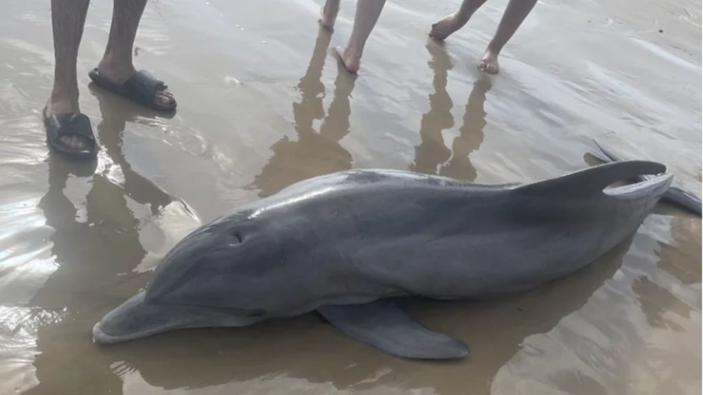 Golfinho morre numa praia no Texas (D.R. Texas Marine Mammal Stranding Network)