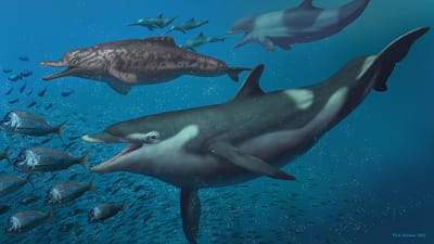Golfinhos "gritam" para abafarem o barulho que nós fazemos - TVI