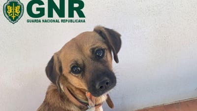 GNR resgata cão de arriba, que estava perdido desde o dia 2 de maio - TVI