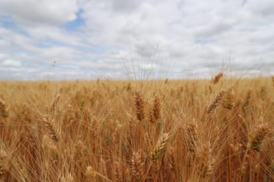 Estado de alerta coloca cereais em risco. Governo quer ceifa de manhã, mas agricultores dizem que é impossível - TVI
