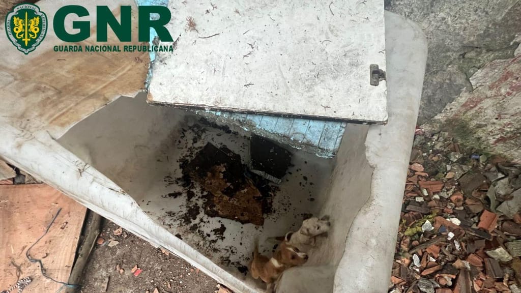 GNR resgata 18 animais de companhia por maus-tratos (DR)