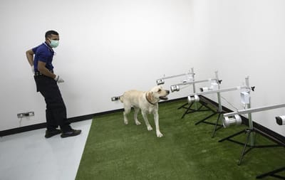 Cães identificam covid-19 de forma mais eficaz do que testes PCR, revela estudo - TVI