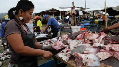 Sabia que Portugal é o segundo maior exportador mundial de carne de tubarão? - TVI
