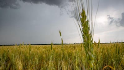 O que fazer para desbloquear os cereais retidos pelos russos? Alemanha recebe cimeira internacional para tentar evitar crise alimentar mundial - TVI