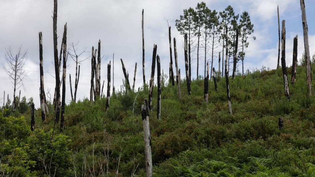 Floresta em Pedrógão, cinco anos depois do incêndio (Paulo Novais/ Lusa)