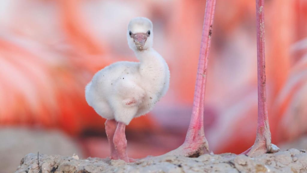 Fotógrafo de conservação captura imagens fascinantes dos flamingos do México (Claudio Contreras Koob / Nature Picture Library - CNN)