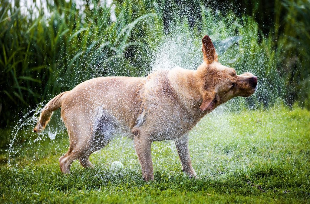 Cão no verão (Getty Images)