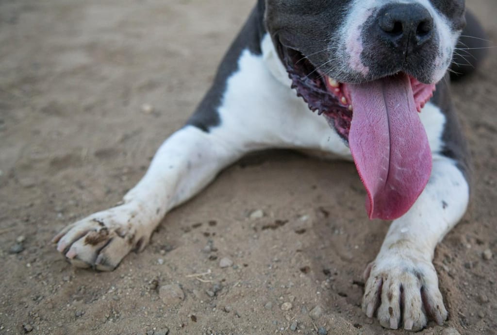 Cão no verão (Getty Images)