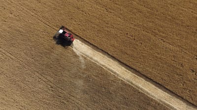 Cereais a apodrecer nos silos e por colher nos campos da Ucrânia. “A era dos alimentos baratos pode ter terminado” (Opinião) - TVI