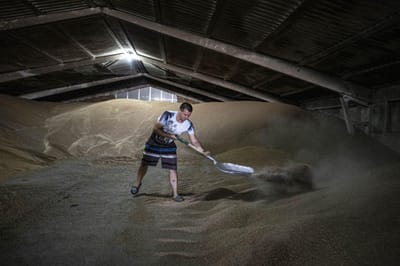 Preços do trigo e milho disparam após a Rússia sair do acordo de cereais do Mar Negro - TVI