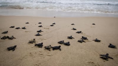 Estudo do genoma pode ser "chave" para sobrevivência de tartarugas marinhas - TVI