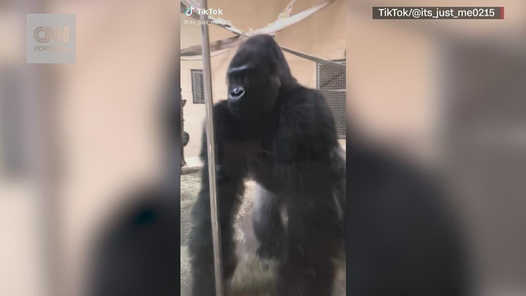 O desfile de um gorila para impressionar as visitantes do jardim zoológico