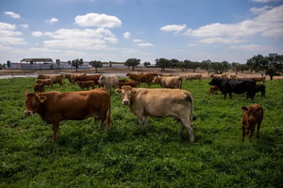 Agricultores da Nova Zelândia saem à rua contra imposto sobre arrotos de gado - TVI