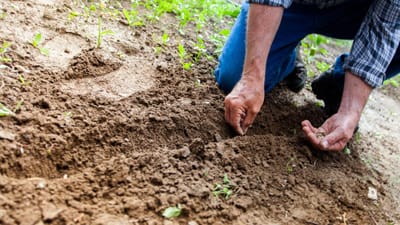 ACT fiscaliza exploração agrícola em Beja com 68 trabalhadores de 10 nacionalidades - TVI