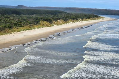 Cerca de 200 baleias-piloto morrem encalhadas na costa da Tasmânia - TVI