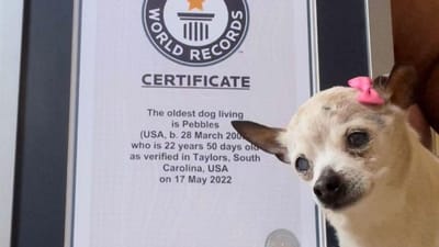 Morreu o cão mais velho do mundo - TVI