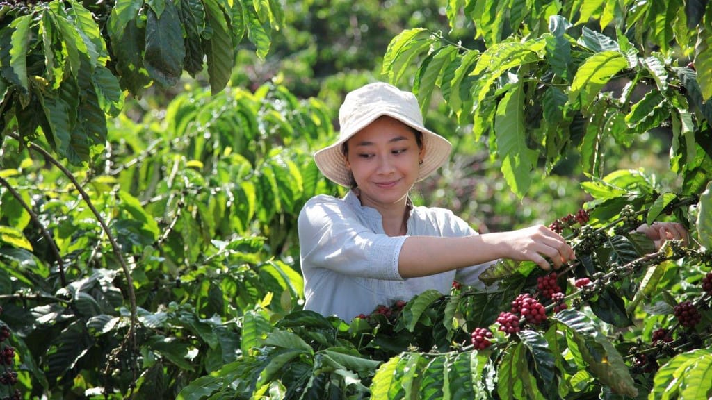 Nescafé apoia agricultura regenerativa (Foto: Nestlé)