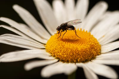 Porque é que as moscas não nos largam? Como estes insetos aparentemente inofensivos podem ser perigosos para a saúde - TVI
