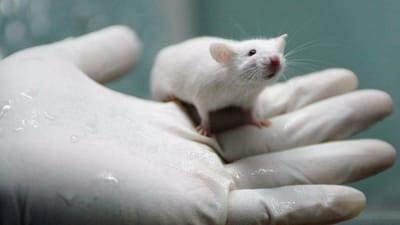 'Minicérebros humanos' enxertados em ratos permitem estudar doenças neuropsiquiátricas dos humanos - TVI
