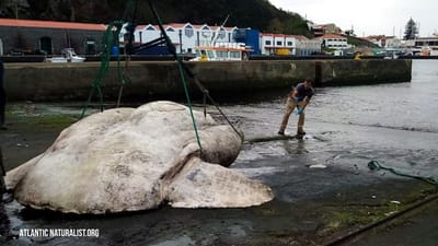 Peixe mais pesado do mundo encontrado ao largo dos Açores - TVI