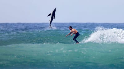 O emplastro inusitado na fotografia de um surfista: um tubarão branco - TVI