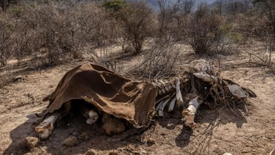 Centenas de elefantes, gnus e zebras mortos no Quénia devido à mais longa seca em décadas - TVI