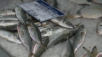 Carapau está entre os peixes cujo preço mais subiu desde o início da guerra - TVI