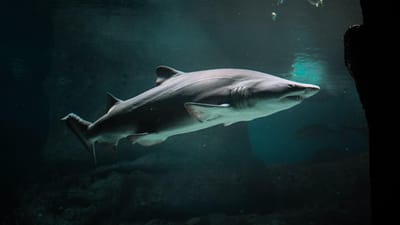 Cimeira sobre espécies ameaçadas deve aprovar decisão “histórica” que protege tubarões - TVI