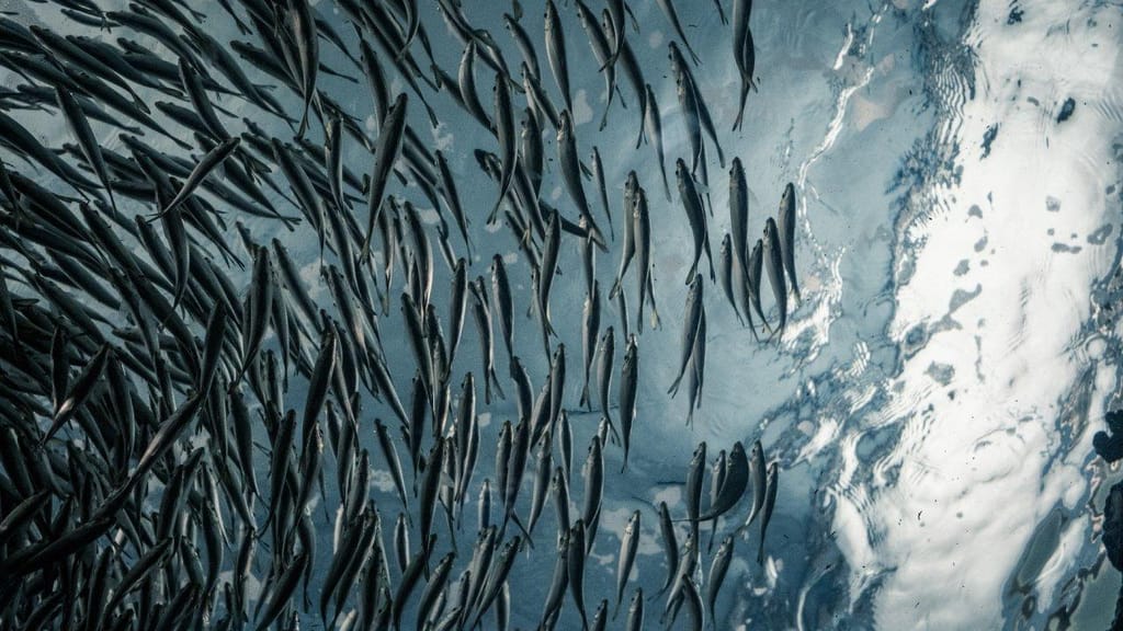 Pescanova cria programa de sustentabilidade