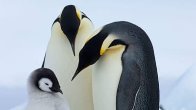 Os pinguins da Antártida estão em risco - mas ainda há algo que podemos fazer - TVI