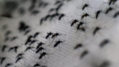 "Estamos numa epidemia de dengue". Rio de Janeiro regista recorde diário de casos - TVI